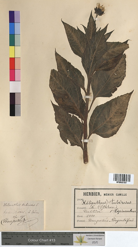 Helianthus tuberosus (Asteraceae)