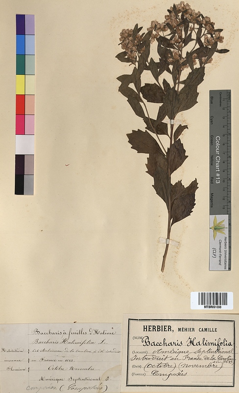 Baccharis halimifolia (Asteraceae)
