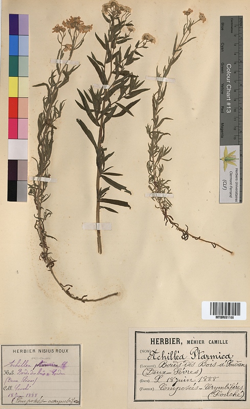 Achillea ptarmica (Asteraceae)