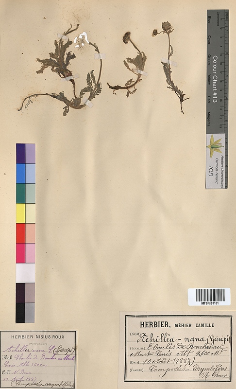 Achillea nana (Asteraceae)