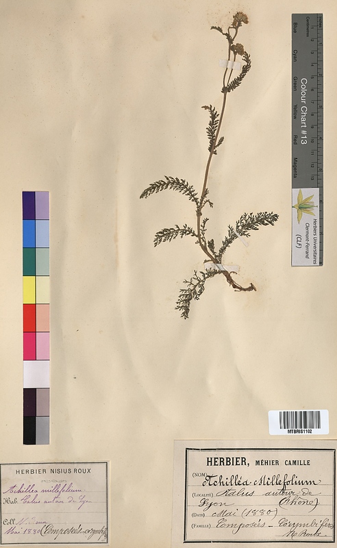 Achillea millefolium (Asteraceae)