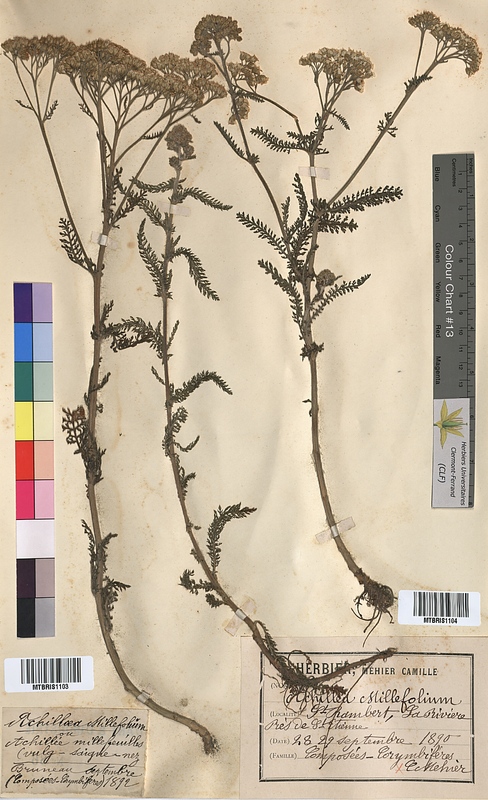 Achillea millefolium (Asteraceae)