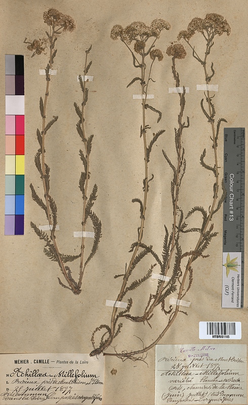 Achillea millefolium (Asteraceae)