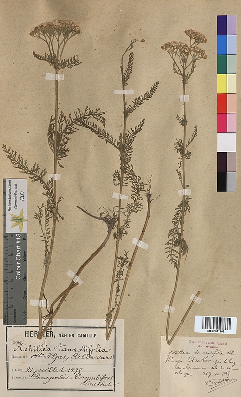 Achillea tanacetifolia (Asteraceae)