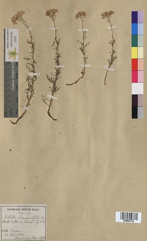 Achillea chamaemelifolia (Asteraceae)
