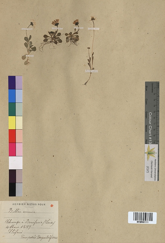 Bellis annua (Asteraceae)