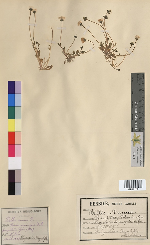 Bellis annua (Asteraceae)