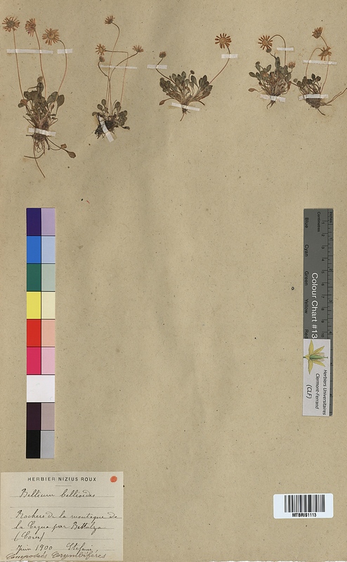 Bellium bellidioides (Asteraceae)