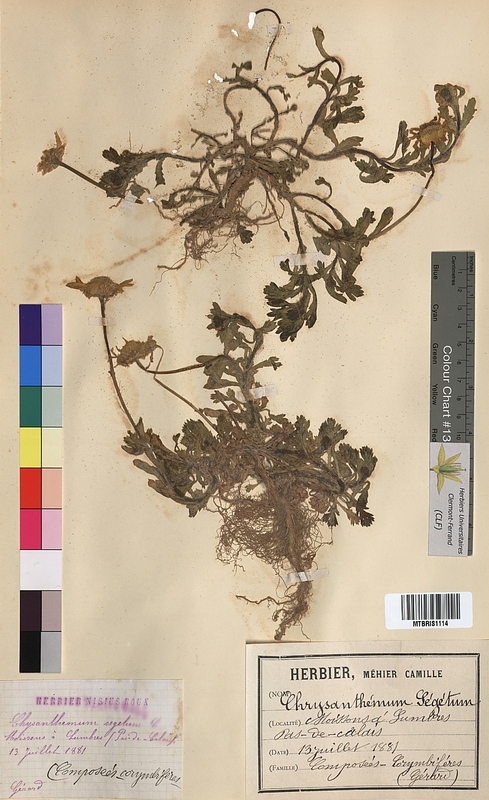 Chrysanthemum segetum (Asteraceae)