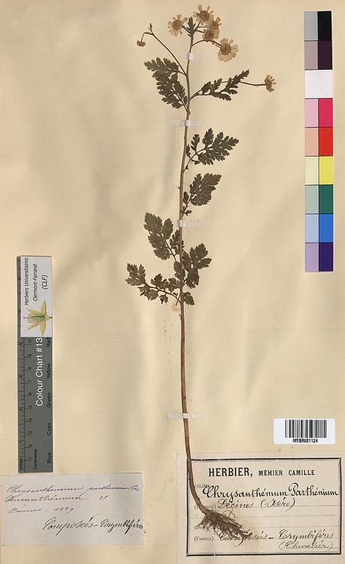 Chrysanthemum parthenium (Asteraceae)