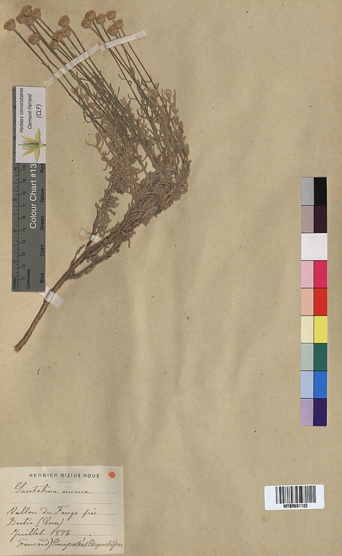 Santolina incana (Asteraceae)