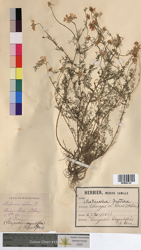 Matricaria inodora (Asteraceae)