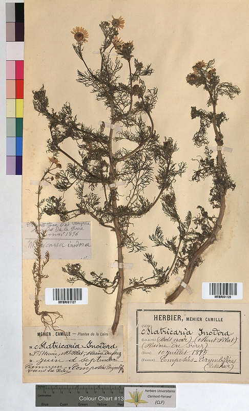 Matricaria inodora (Asteraceae)