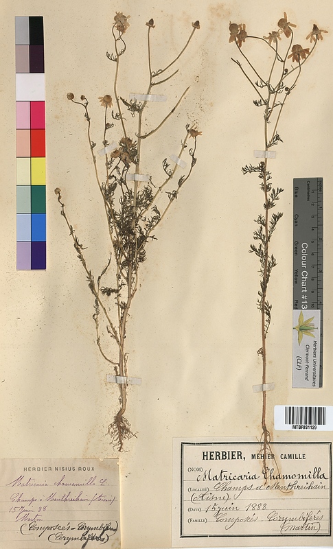 Matricaria chamomilla (Asteraceae)