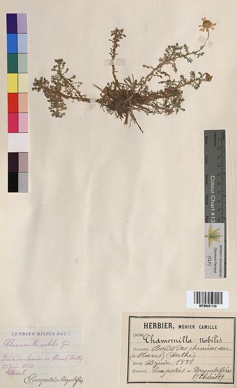 Chamomilla nobilis (Asteraceae)