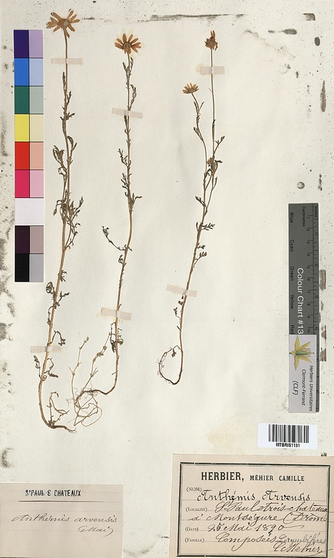 Anthemis arvensis (Asteraceae)