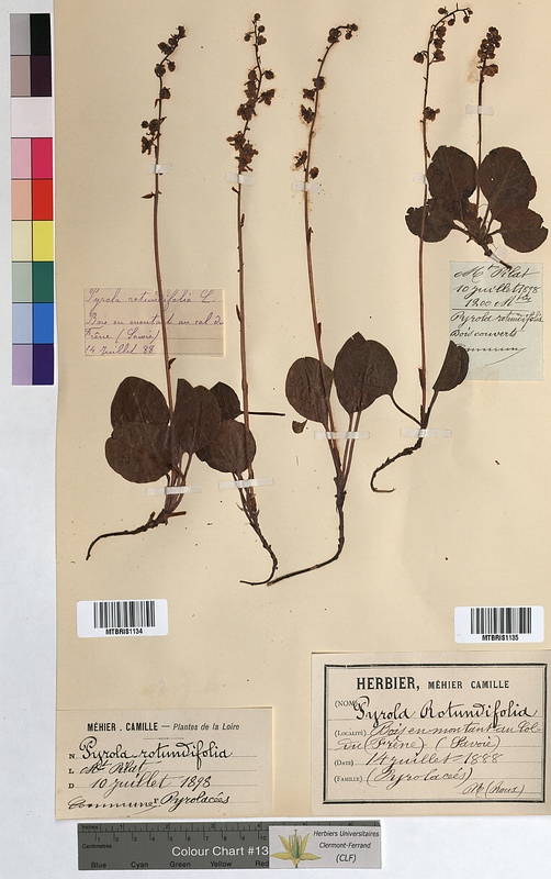 Pyrola rotundifolia (Ericaceae)