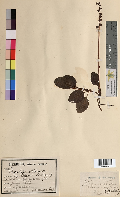 Pyrola minor (Ericaceae)