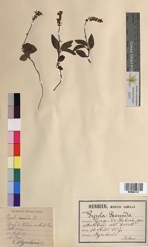 Pyrola secunda (Ericaceae)