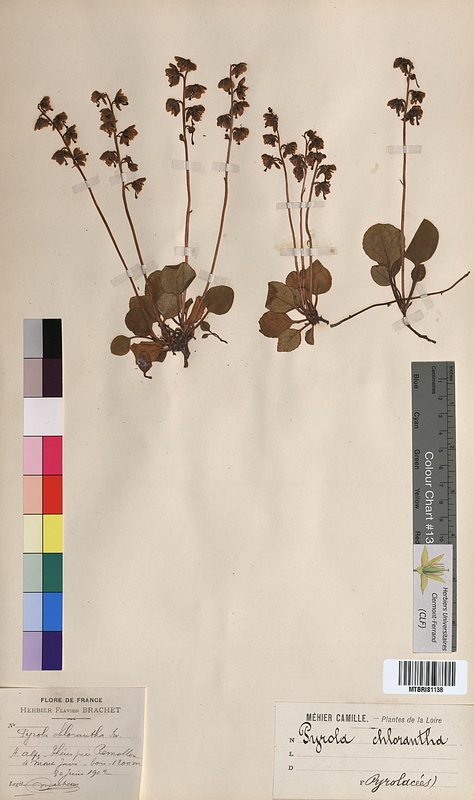 Pyrola chlorantha (Ericaceae)
