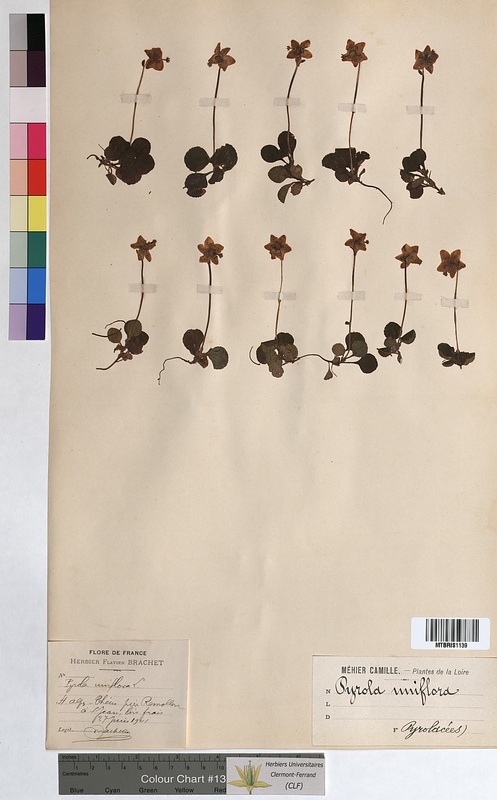 Pyrola uniflora (Ericaceae)
