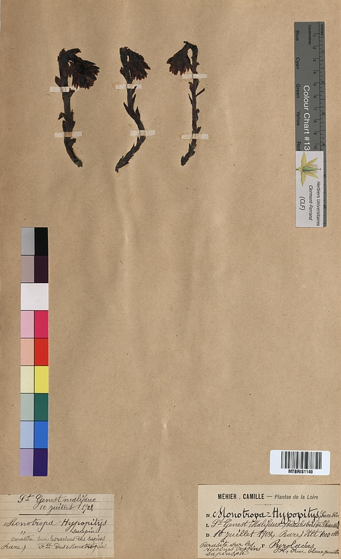 Monotropa hypopitys (Ericaceae)