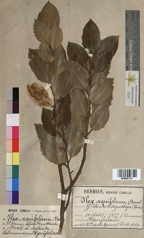 Ilex aquifolium (Aquifoliaceae)