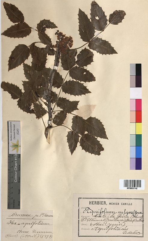 Ilex aquifolium (Aquifoliaceae)