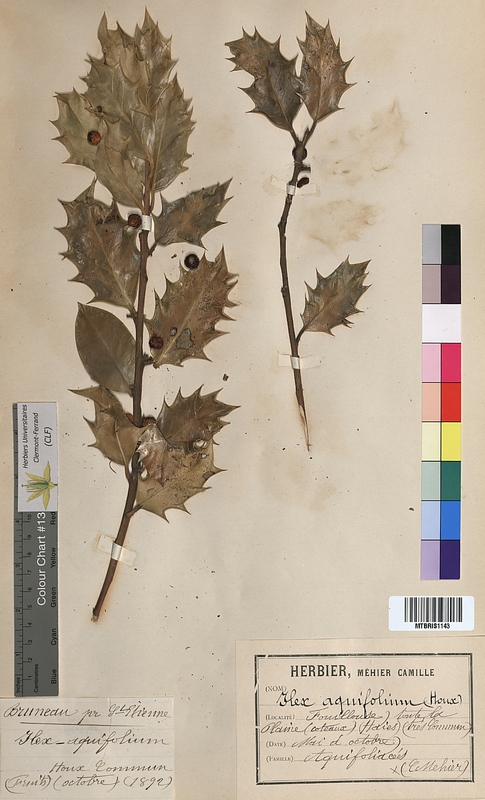 Ilex aquifolium (Aquifoliaceae)