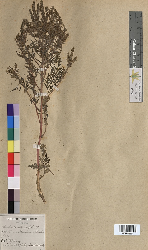 Ambrosia artemisiifolia (Asteraceae)