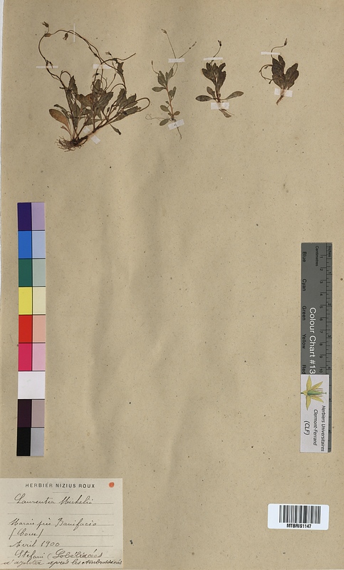 Laurentia michelii (Campanulaceae)