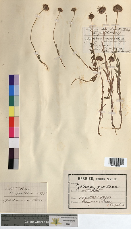Jasione montana (Campanulaceae)