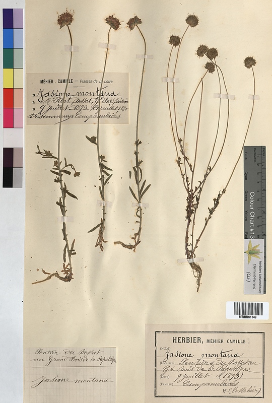 Jasione montana (Campanulaceae)