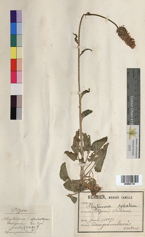 Phyteuma spicatum (Campanulaceae)