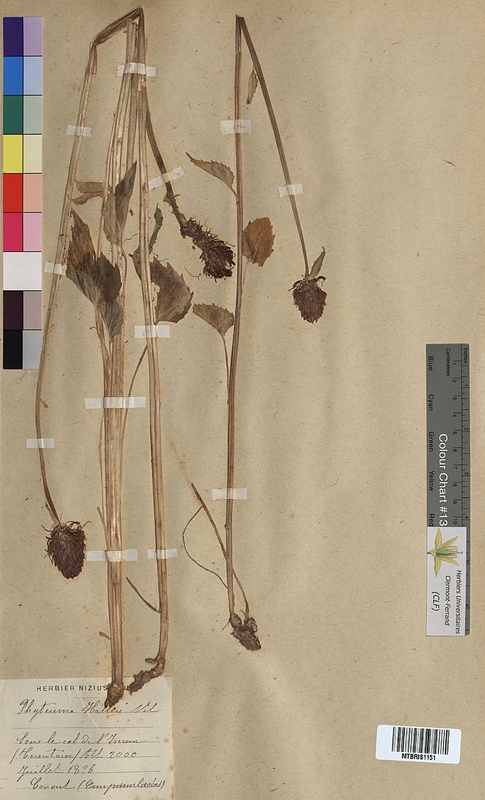 Phyteuma halleri (Campanulaceae)