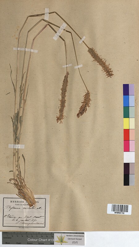 Phyteuma michelii (Campanulaceae)