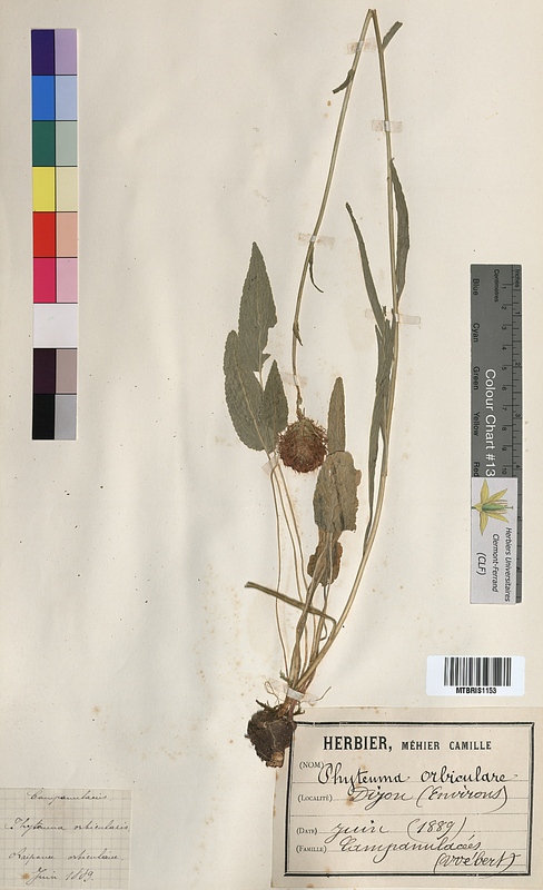 Phyteuma orbiculare (Campanulaceae)