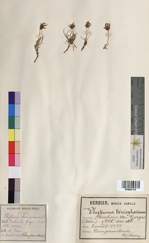 Phyteuma hemisphaericum (Campanulaceae)