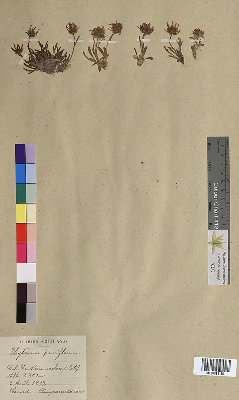 Phyteuma pauciflorum (Campanulaceae)