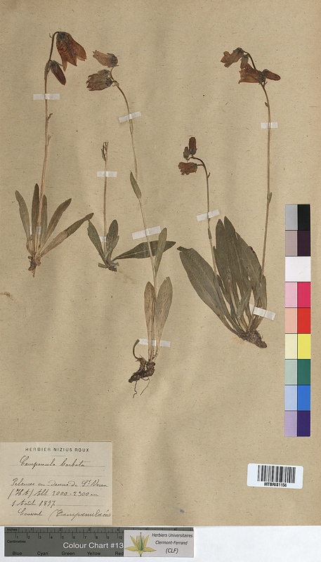 Campanula barbata (Campanulaceae)