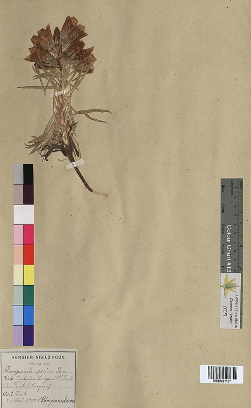 Campanula speciosa (Campanulaceae)