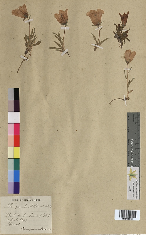 Campanula allionii (Campanulaceae)