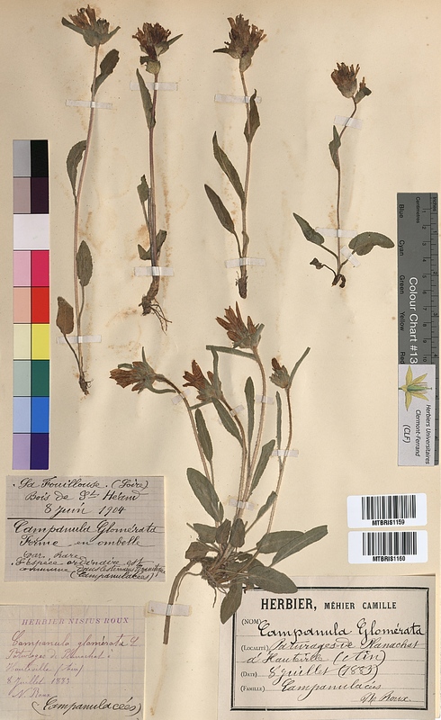 Campanula glomerata (Campanulaceae)