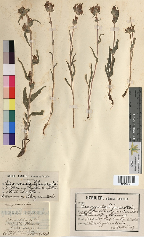 Campanula glomerata (Campanulaceae)
