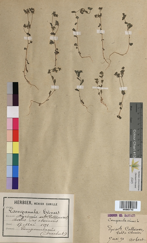 Campanula erinus (Campanulaceae)