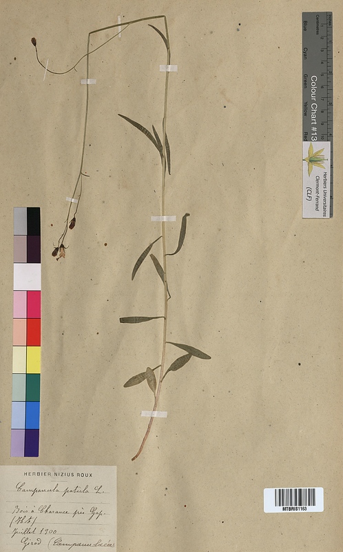 Campanula patula (Campanulaceae)