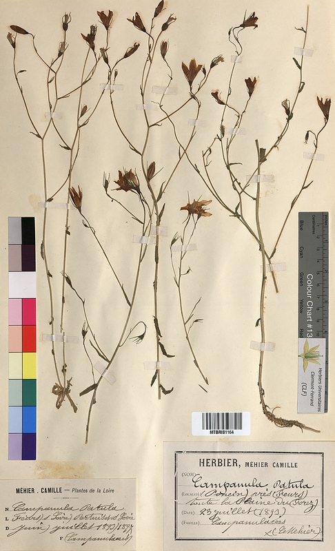 Campanula patula (Campanulaceae)