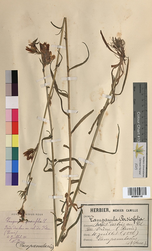 Campanula persicifolia (Campanulaceae)