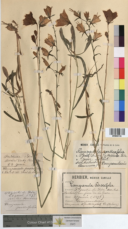 Campanula persicifolia (Campanulaceae)