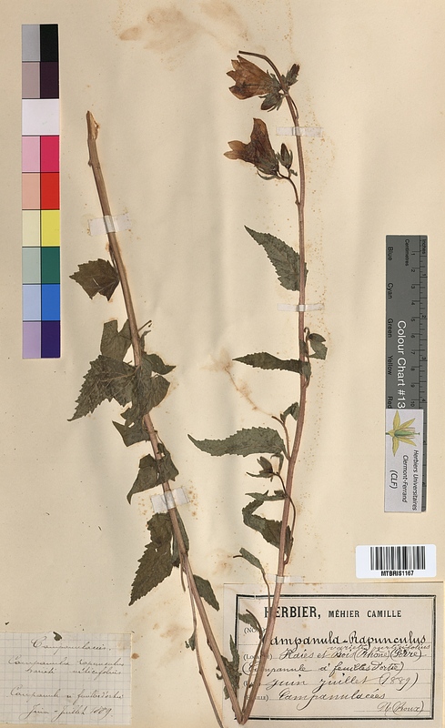 Campanula rapunculus (Campanulaceae)